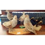 FOUR TAXIDERMY OF FIVE VARIOUS BIRDS (4).