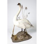 A WONDERFUL TAXIDERMY OF A SWAN on a naturalistic setting, approx. 42in high.