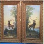 A PAIR OF EARLY 20TH CENTURY WATERCOLOURS of stags, framed. 18.5" x 35".