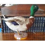 A TAXIDERMY OF A MALLARD DUCK on a base.