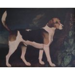 A COLOURED PRINT of a beagle. U.F. 44" x 37".