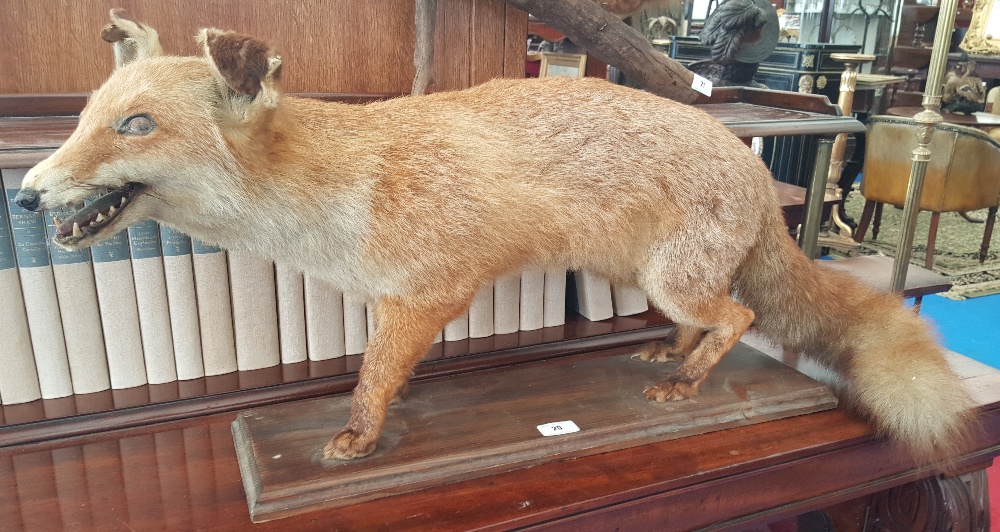 A GOOD TAXIDERMY of a red fox on a base.