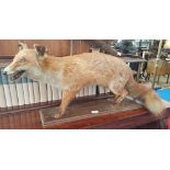 A GOOD TAXIDERMY of a red fox on a base.