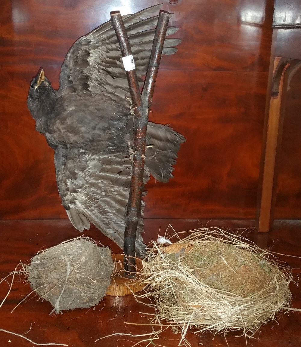 A TAXIDERMY of a rook, & two bird nests (3).
