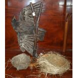 A TAXIDERMY of a rook, & two bird nests (3).