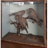 A CASED TAXIDERMY of three birds.