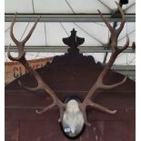 A GOOD STAG'S SKULL TAXIDERMY with seven point antlers, on a wall mounted plaque - 'Navalsordo 12-