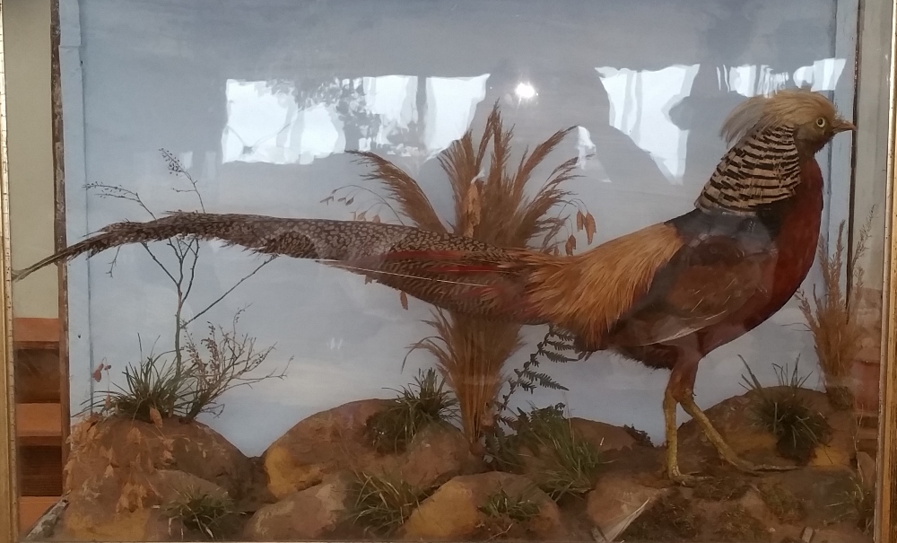 A GOOD CASED TAXIDERMY of a golden pheasant in a naturalistic setting, the case approx. 28.5 x