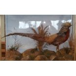A GOOD CASED TAXIDERMY of a golden pheasant in a naturalistic setting, the case approx. 28.5 x