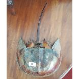 A HORSESHOE CRAB TAXIDERMY.