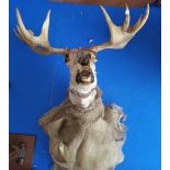 A TAXIDERMY PROP, with an original deer skull and eight point antlers.