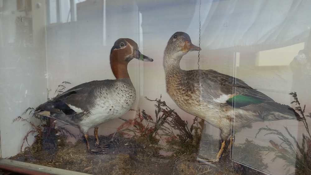 A CASED TAXIDERMY of two ducks in a naturalistic setting, the case 59 x 43cm.