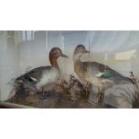 A CASED TAXIDERMY of two ducks in a naturalistic setting, the case 59 x 43cm.