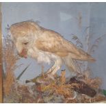 A CASED BARN OWL TAXIDERMY in a naturalistic setting, written verso 'British Barn Owl with