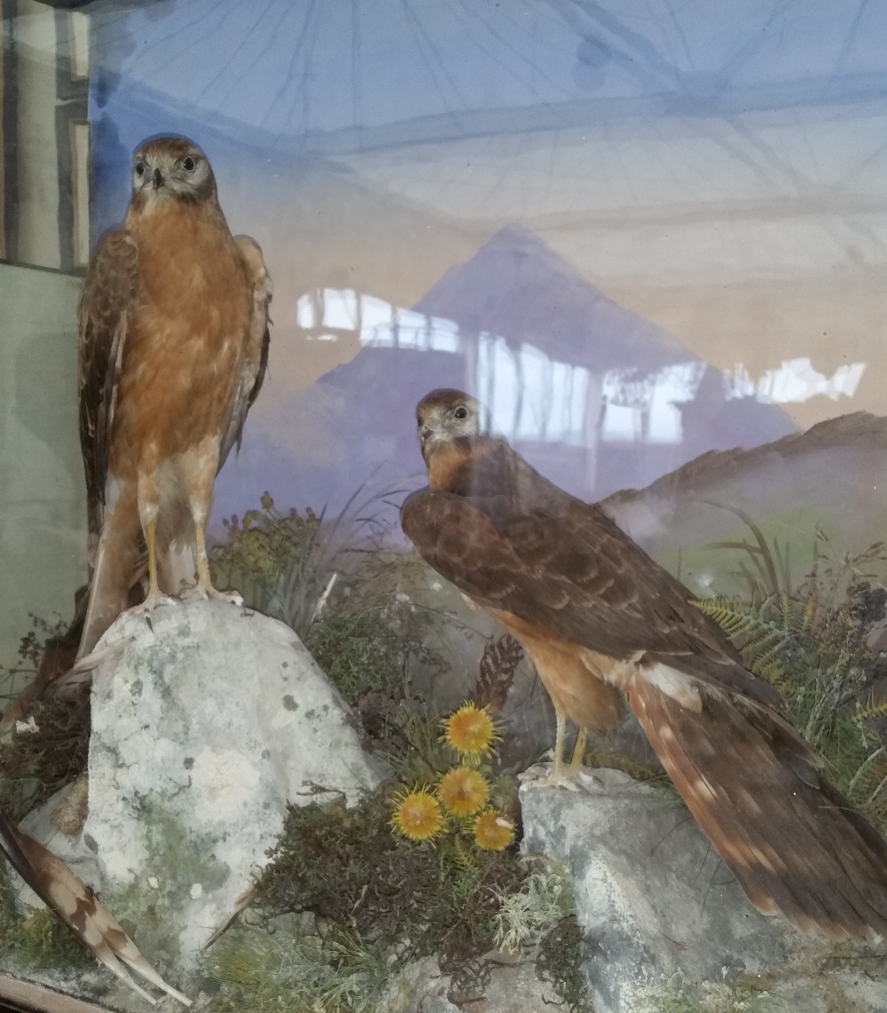 A GOOD CASED TAXIDERMY of two birds of prey in a naturalistic setting, the case approx. 29.5 x
