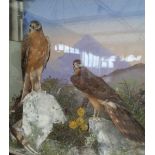 A GOOD CASED TAXIDERMY of two birds of prey in a naturalistic setting, the case approx. 29.5 x