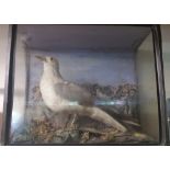 A Taxidermy of a Seagull; in a naturalistic setting, cased.