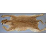Taxidermy: An antique lion skin, unmounted with claws. Marked L7665 to interior.