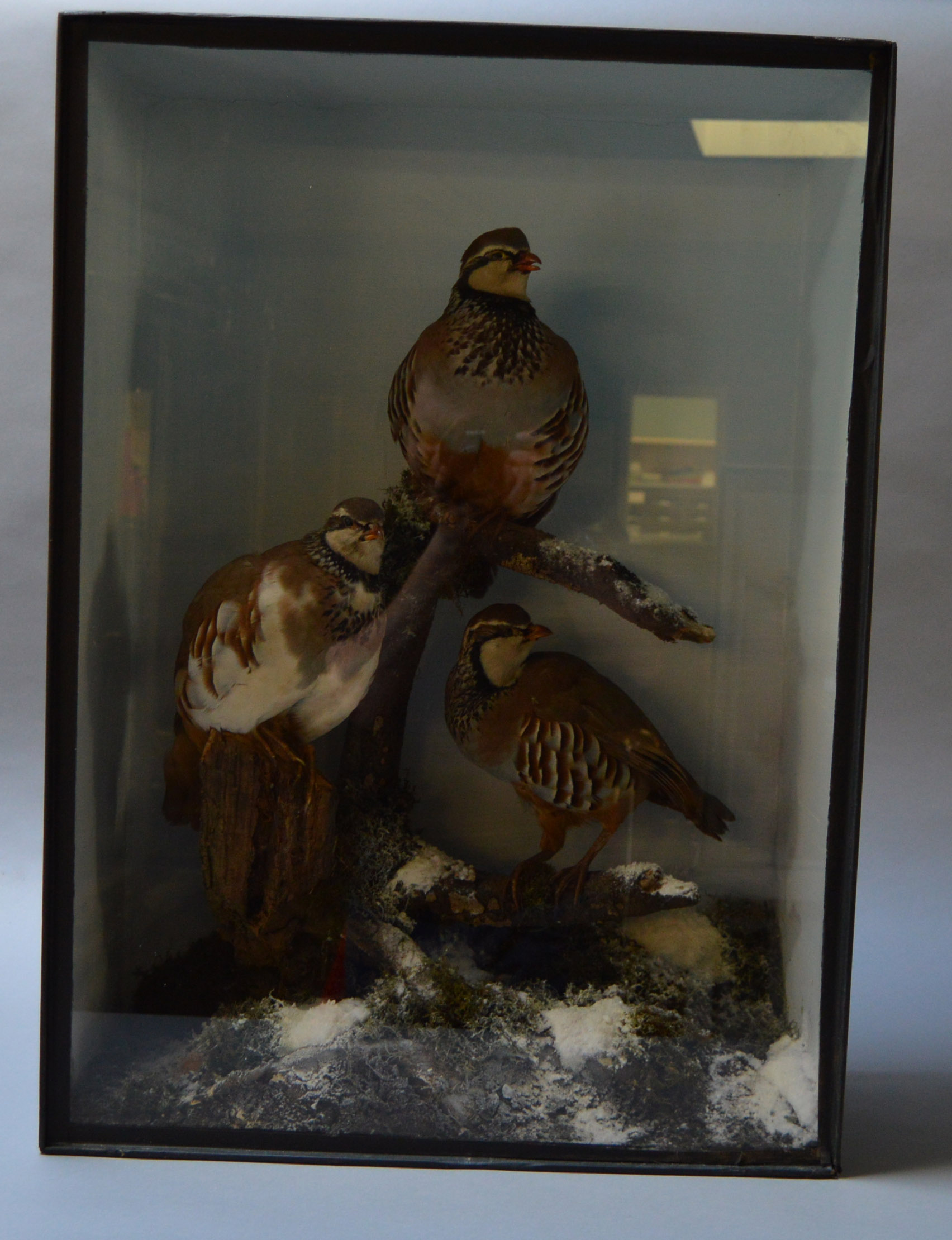 Taxidermy: A cased study of a trio of Partridges in snow scene. Case height: 71cm. - Image 2 of 3