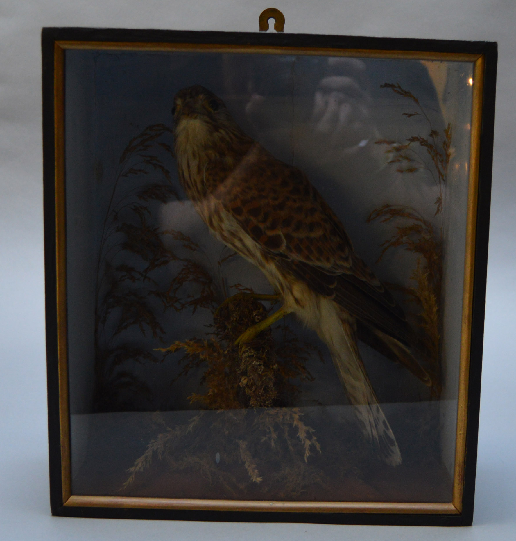 Taxidermy: A cased study of a trio of Partridges in snow scene. Case height: 71cm. - Image 3 of 3