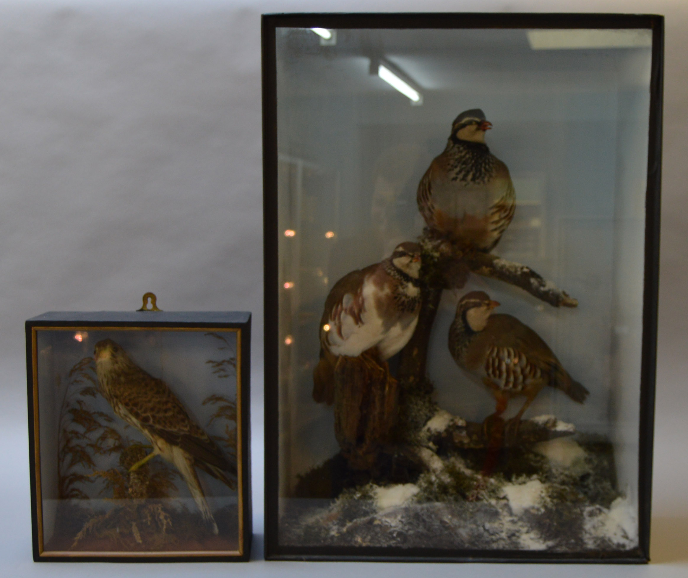 Taxidermy: A cased study of a trio of Partridges in snow scene. Case height: 71cm.