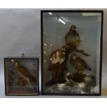 Taxidermy: A cased study of a trio of Partridges in snow scene. Case height: 71cm.