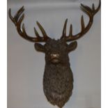 An impressive wall hanging bronze 8-point stag head, unsigned. 68cm at widest point.