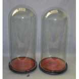 A pair of Victorian glass domes with ebonized bases.