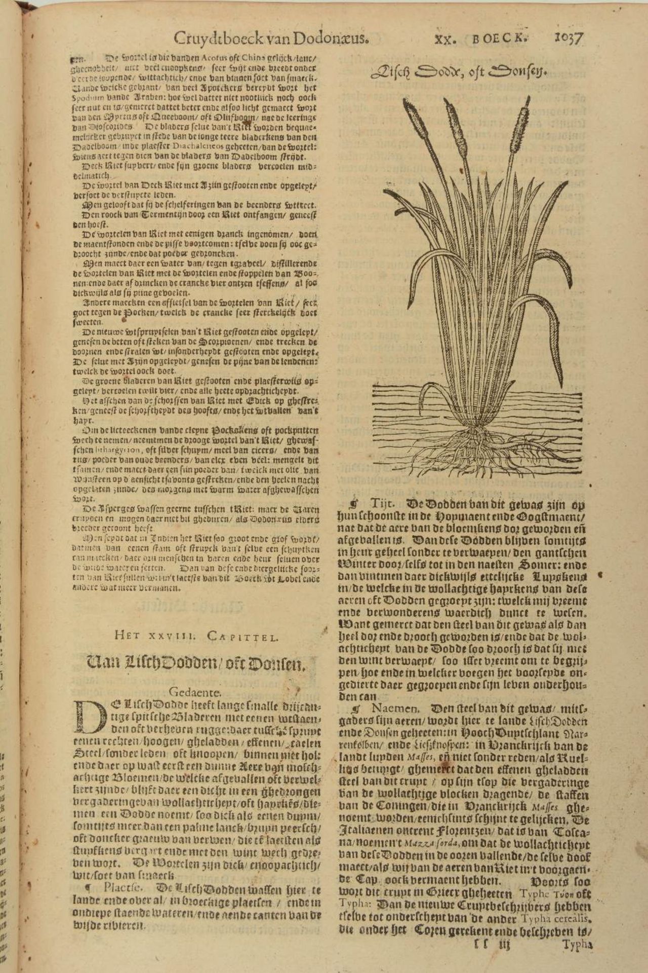 Dodonaeus Rembertus, 'Cruydt-boeck, volgens sijne laatste verbeteringe ...', Plantijnsche Druckerije - Bild 5 aus 6