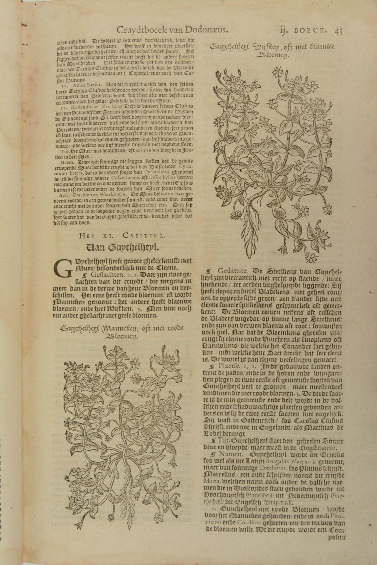 Dodonaeus Rembertus, 'Cruydt-boeck, volgens sijne laatste verbeteringe ...', Plantijnsche Druckerije - Bild 6 aus 6