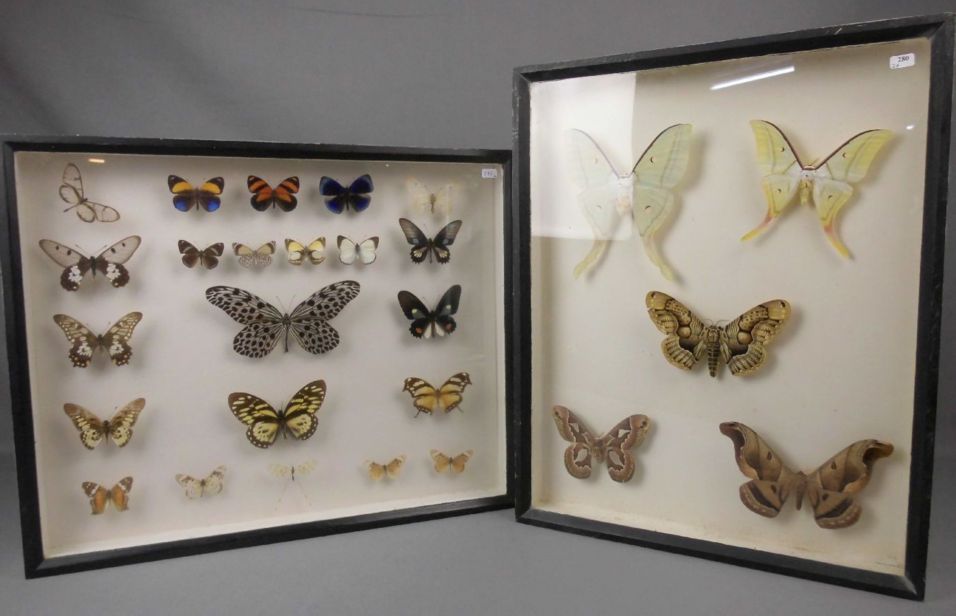 TIERPRÄPARATE / INSEKTEN: 26 verschiedene Falter / Schmetterlinge, aus Zentralafrika und