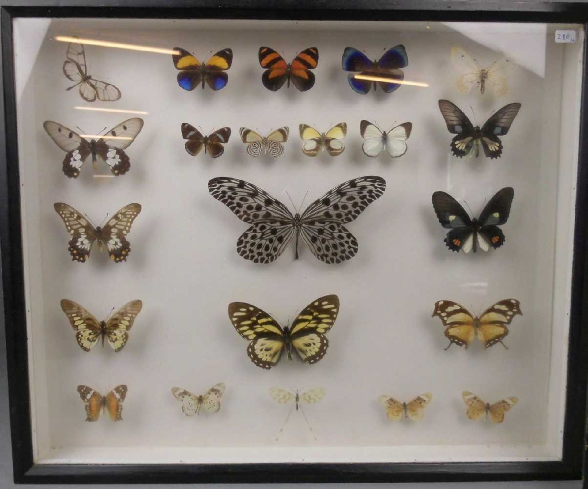 TIERPRÄPARATE / INSEKTEN: 26 verschiedene Falter / Schmetterlinge, aus Zentralafrika und - Image 2 of 4