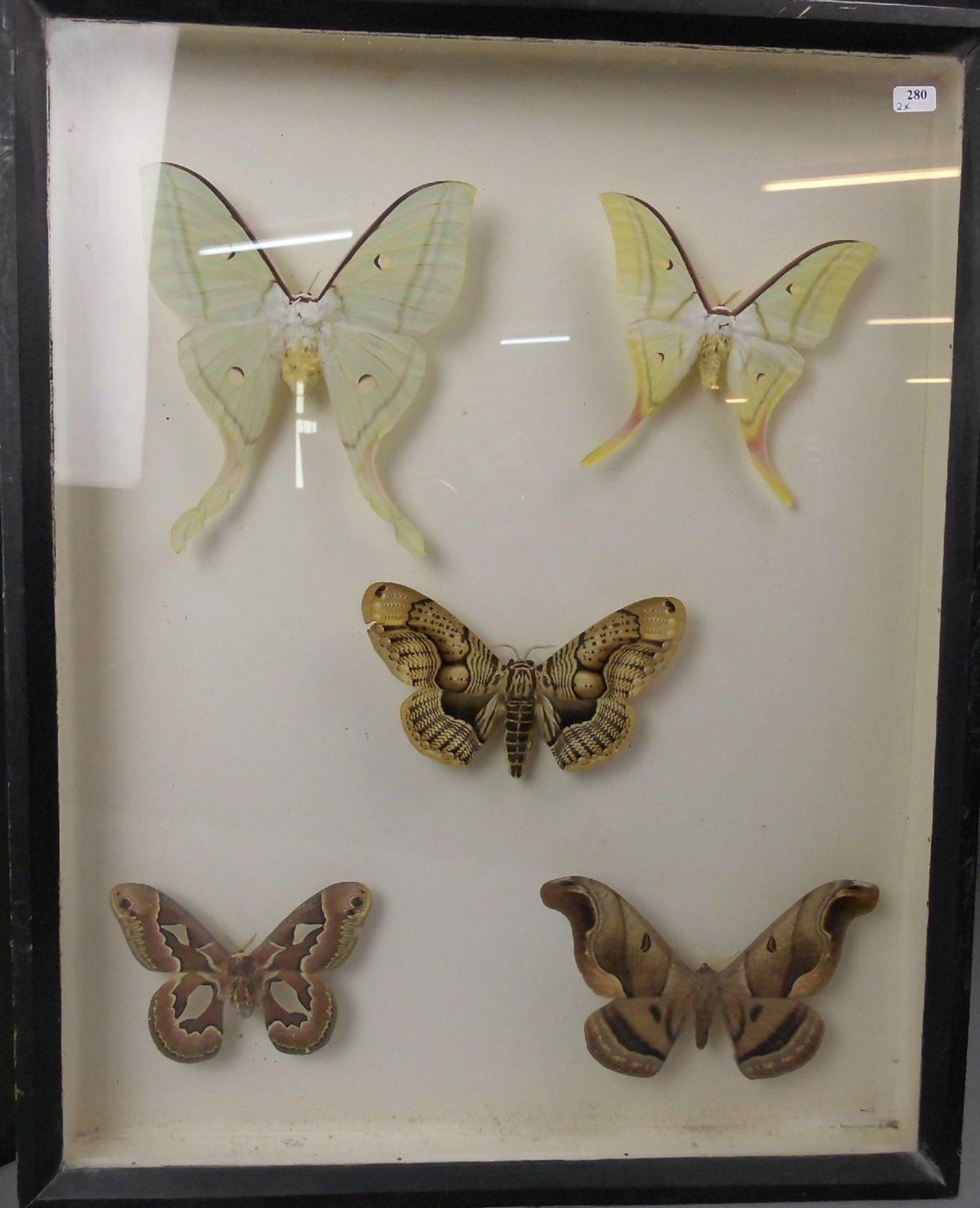 TIERPRÄPARATE / INSEKTEN: 26 verschiedene Falter / Schmetterlinge, aus Zentralafrika und - Image 3 of 4