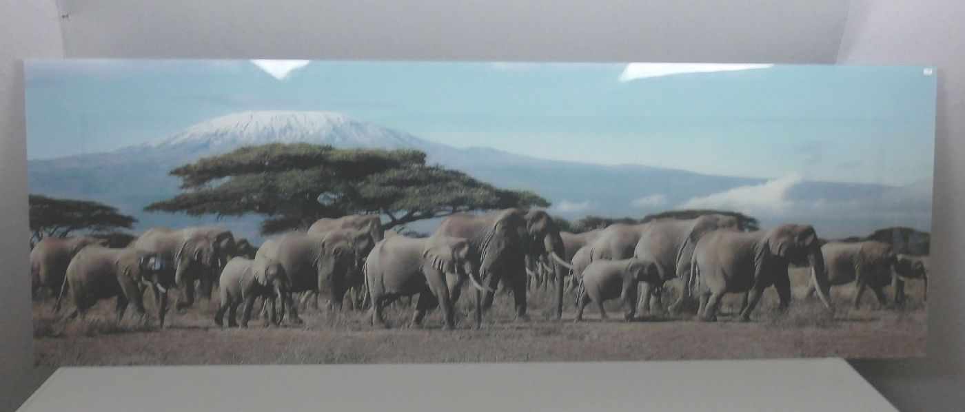 ANONYMUS (Fotograf des 20./21. Jh.), Foto: "Elefantenherde vor dem Kilimandscharo".