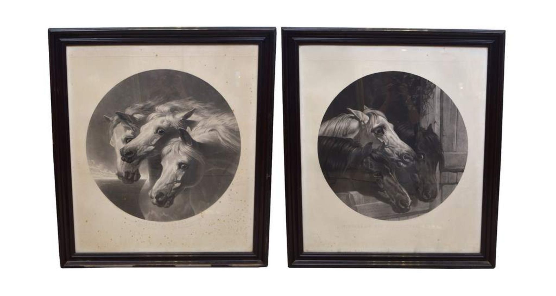 Zwei Stahlstiche Pferdeportraits, rund, im rechteckigen schwarzen Rahmen, 97 X 86 cm, um 1900