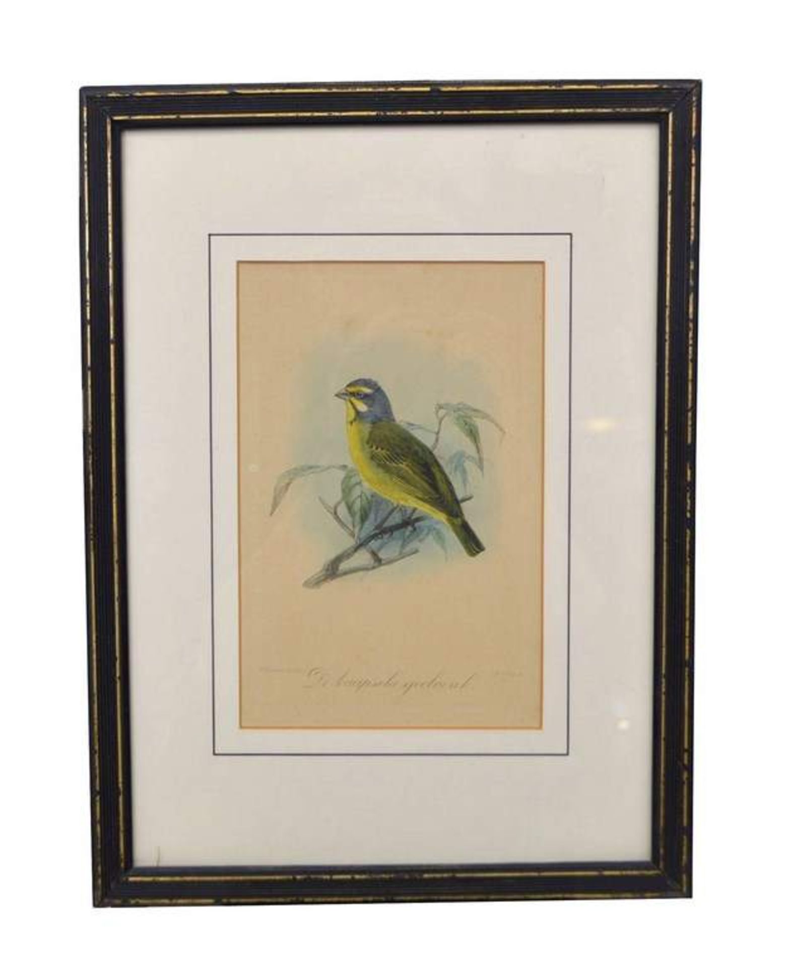 Stahlstich Vogel auf Ast, coloriert, im Rahmen, 30 X 40 cm, 19. Jh.