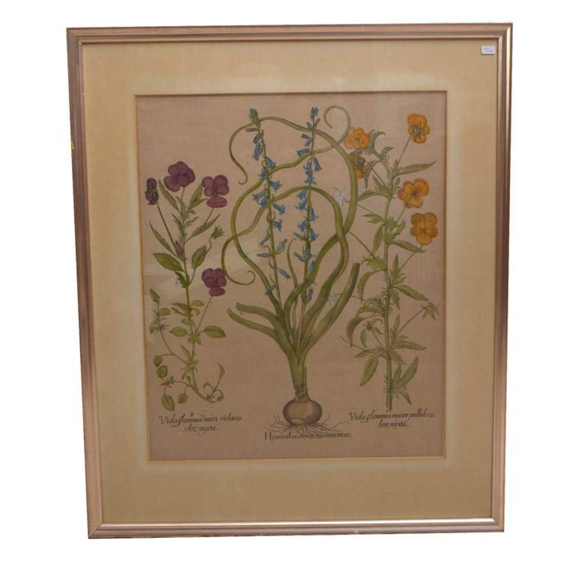 Kupferstich Pflanzen, coloriert, im Rahmen, 69 X 58 cm