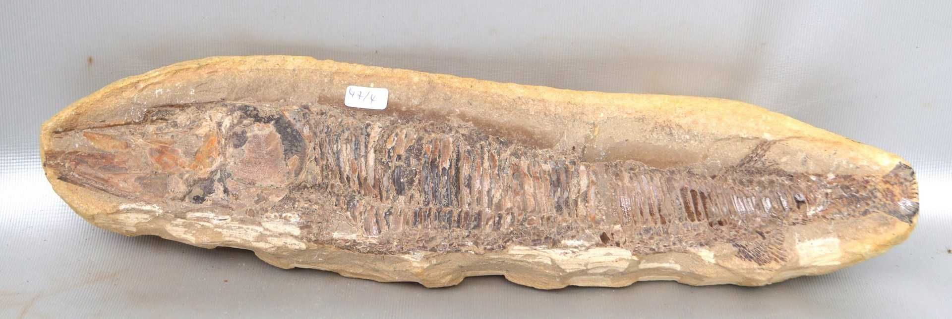 Versteinerung versteinerter Fisch, 8 X 36 cm, mehrere Millionen Jahre alt