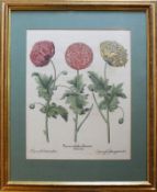 Hortus Eystettensis Basilius Besler, 1561 - 1629)"Papaver multiplex albumoris rubicundis" (Mohn -