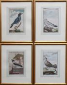 4 div. Vogeldarstellungen (18.Jh.)col. Kupferstiche; aus Buffet; Darstellungsgröße: ca. 13 x 8 cm;