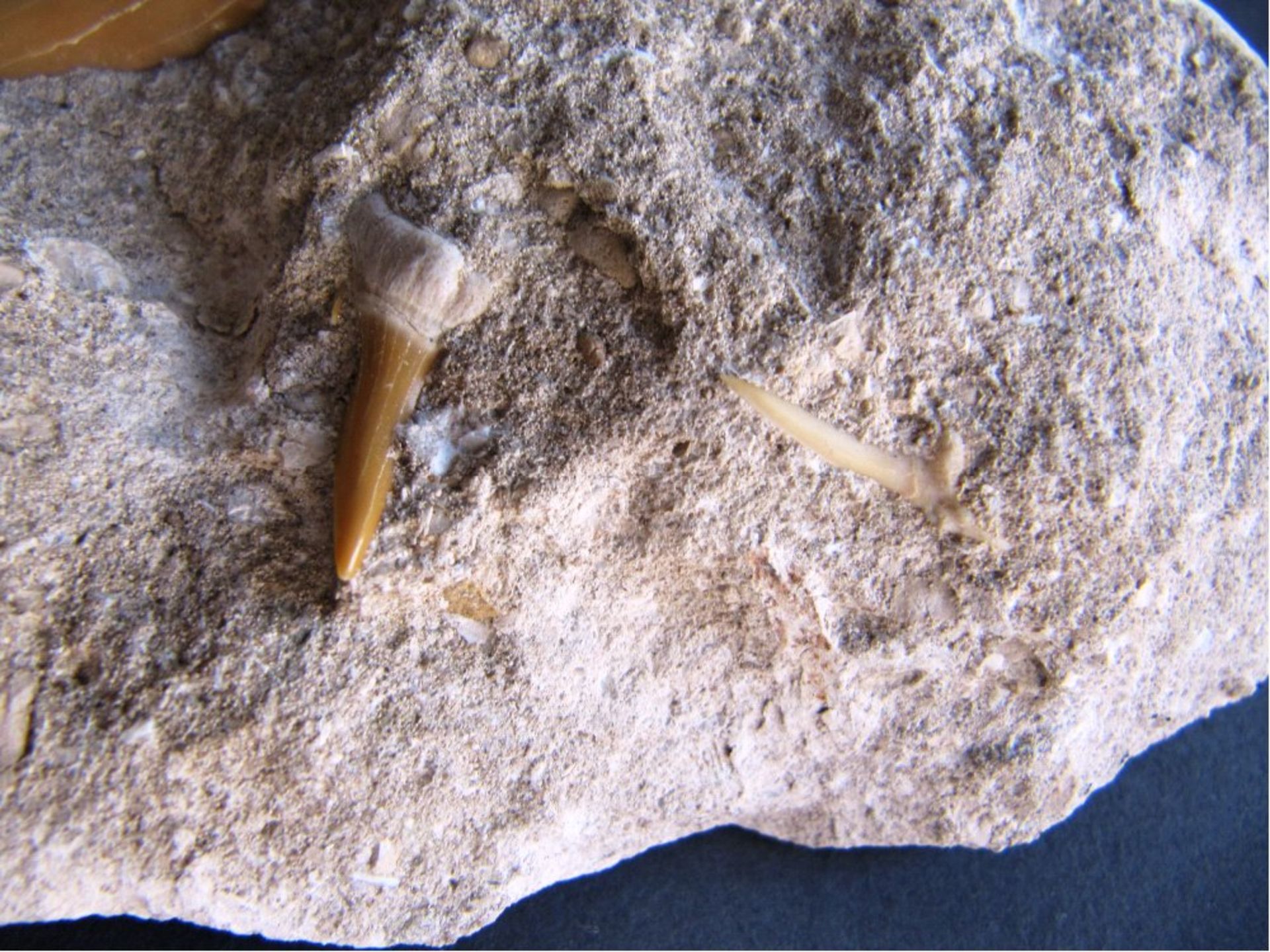 3 Fossile Haizähne, Otodus obliquusaus dem Atlas Gebirge,ca. 50 Mio Jahre, ca. 12 x 11,7 cmim - Bild 3 aus 4