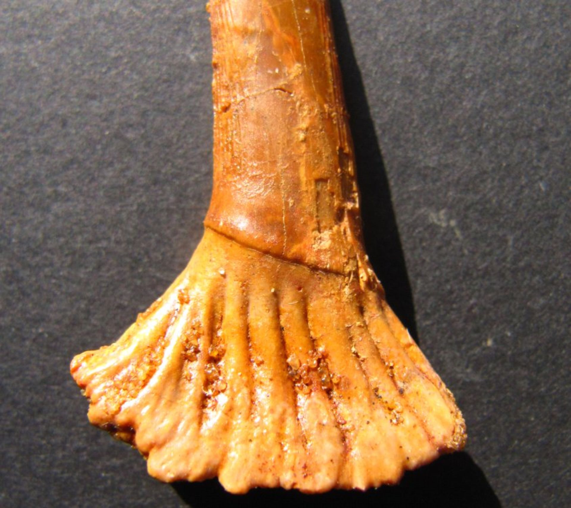 Original versteinerter Sägefisch-ZahnAlter: ca. 100 Mio. Jahre Kreidezeit.Bezeichnung: - Image 2 of 2