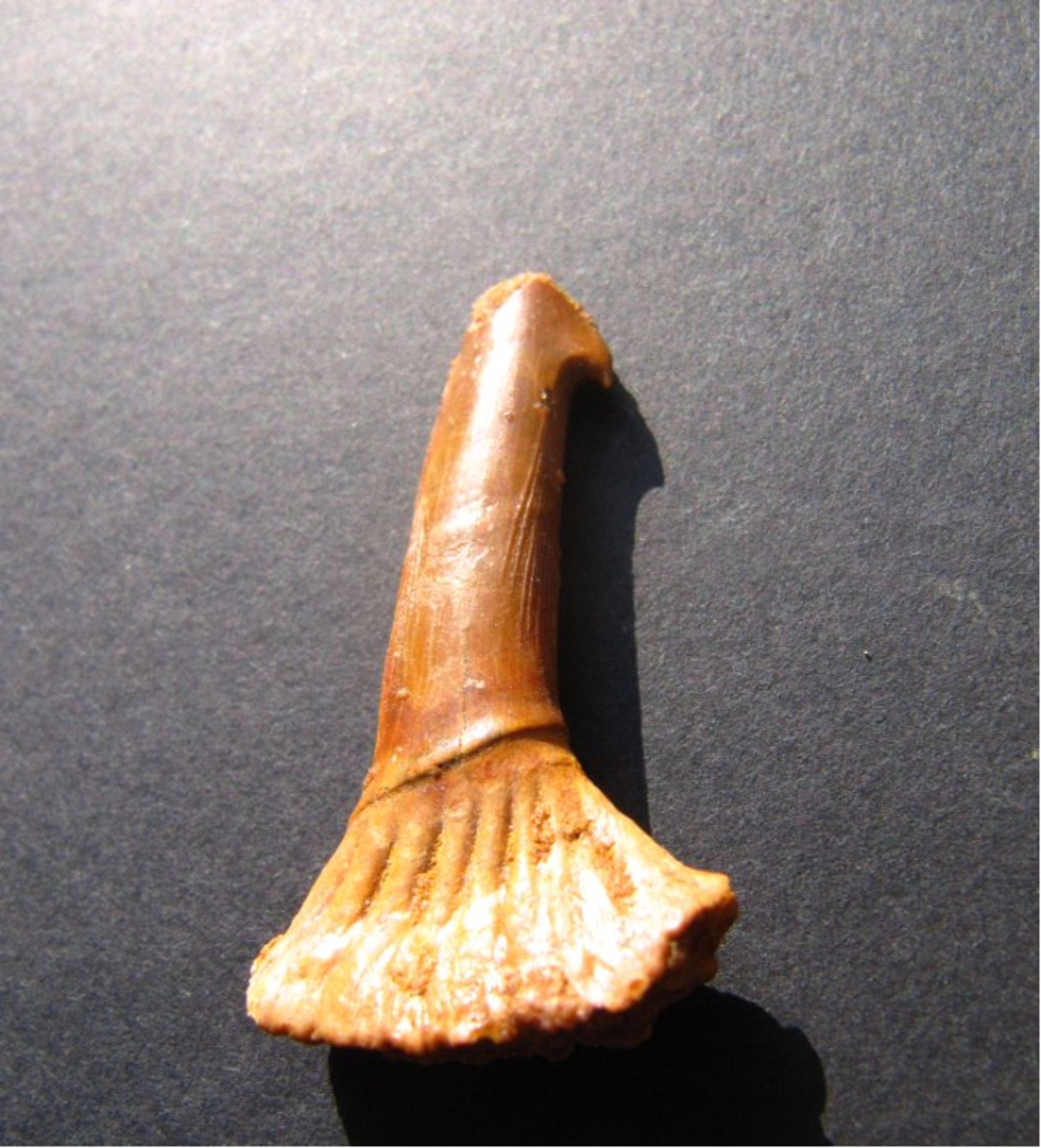 Original versteinerter Sägefisch-ZahnAlter: ca. 100 Mio. Jahre Kreidezeit.Bezeichnung:
