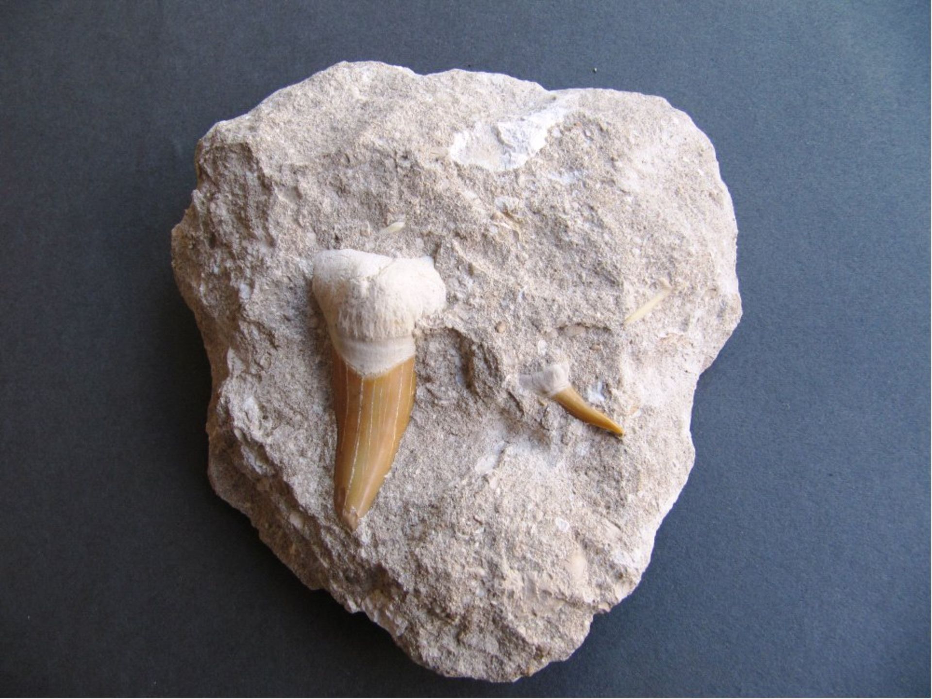 3 Fossile Haizähne, Otodus obliquusaus dem Atlas Gebirge,ca. 50 Mio Jahre, ca. 12 x 11,7 cmim