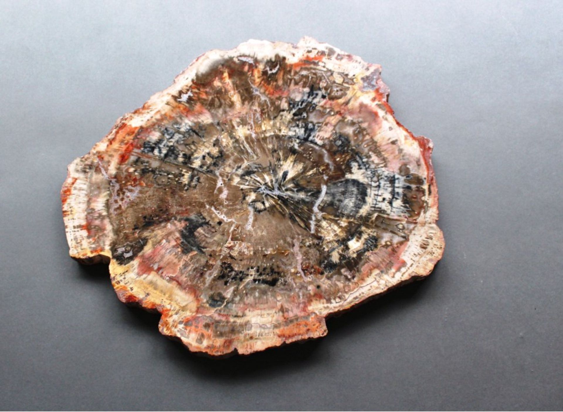 Fossile Holzscheibe 4,05 KGvermutlich Madagaskarinteressanten Farbspiel, einseitig poliert.Größe: 36