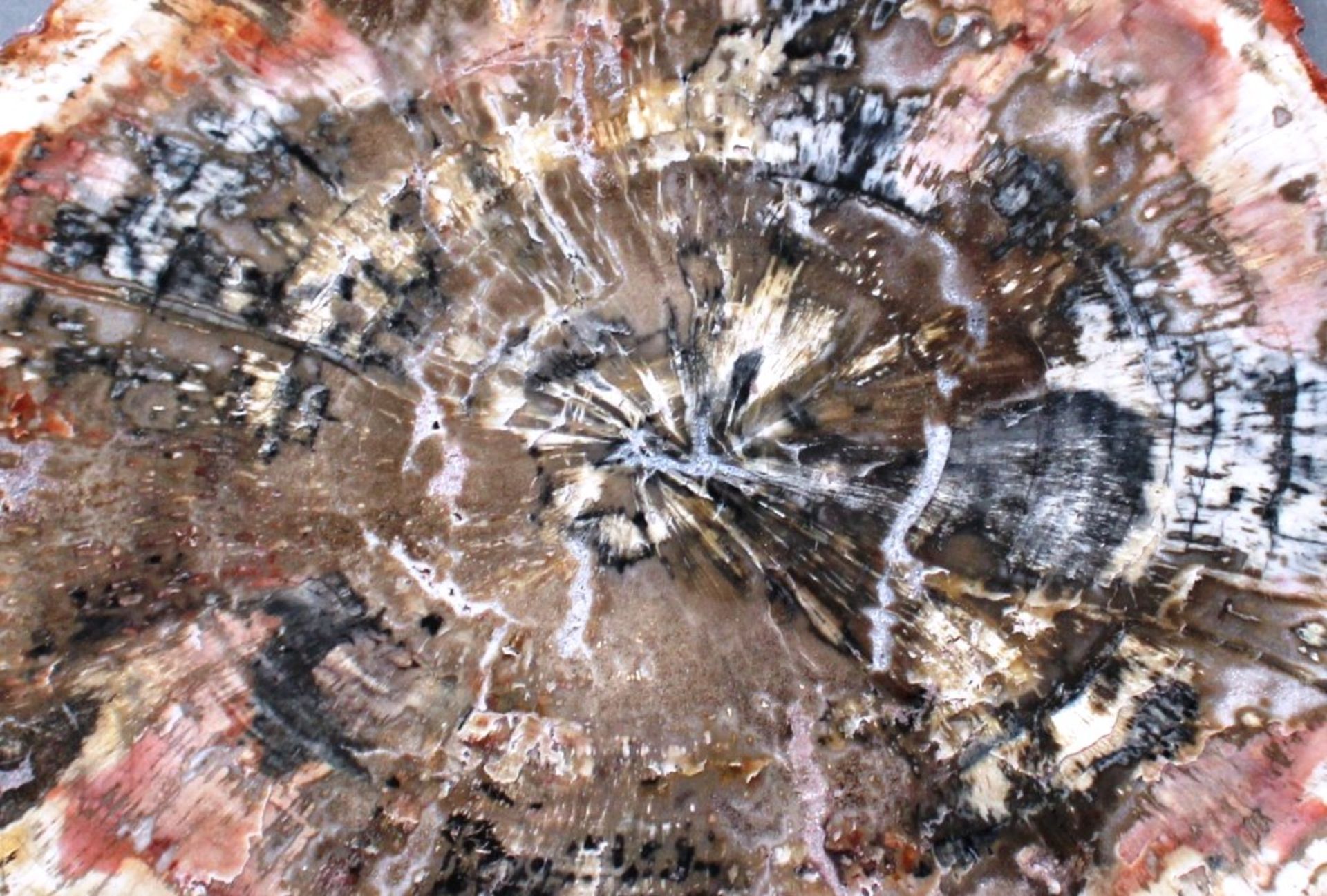 Fossile Holzscheibe 4,05 KGvermutlich Madagaskarinteressanten Farbspiel, einseitig poliert.Größe: 36 - Image 2 of 2