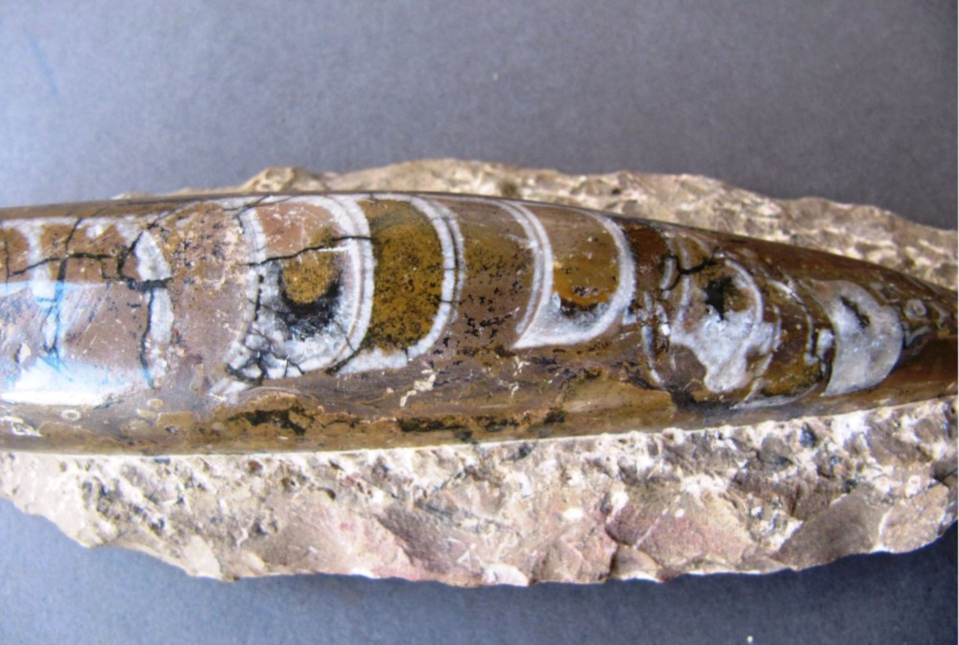 Fossilien Platte Orthoceras - Kopffüßleraus dem Atlas Gebirge (Marokko).Alter: ca. 280 - 320 Mio. - Image 2 of 2