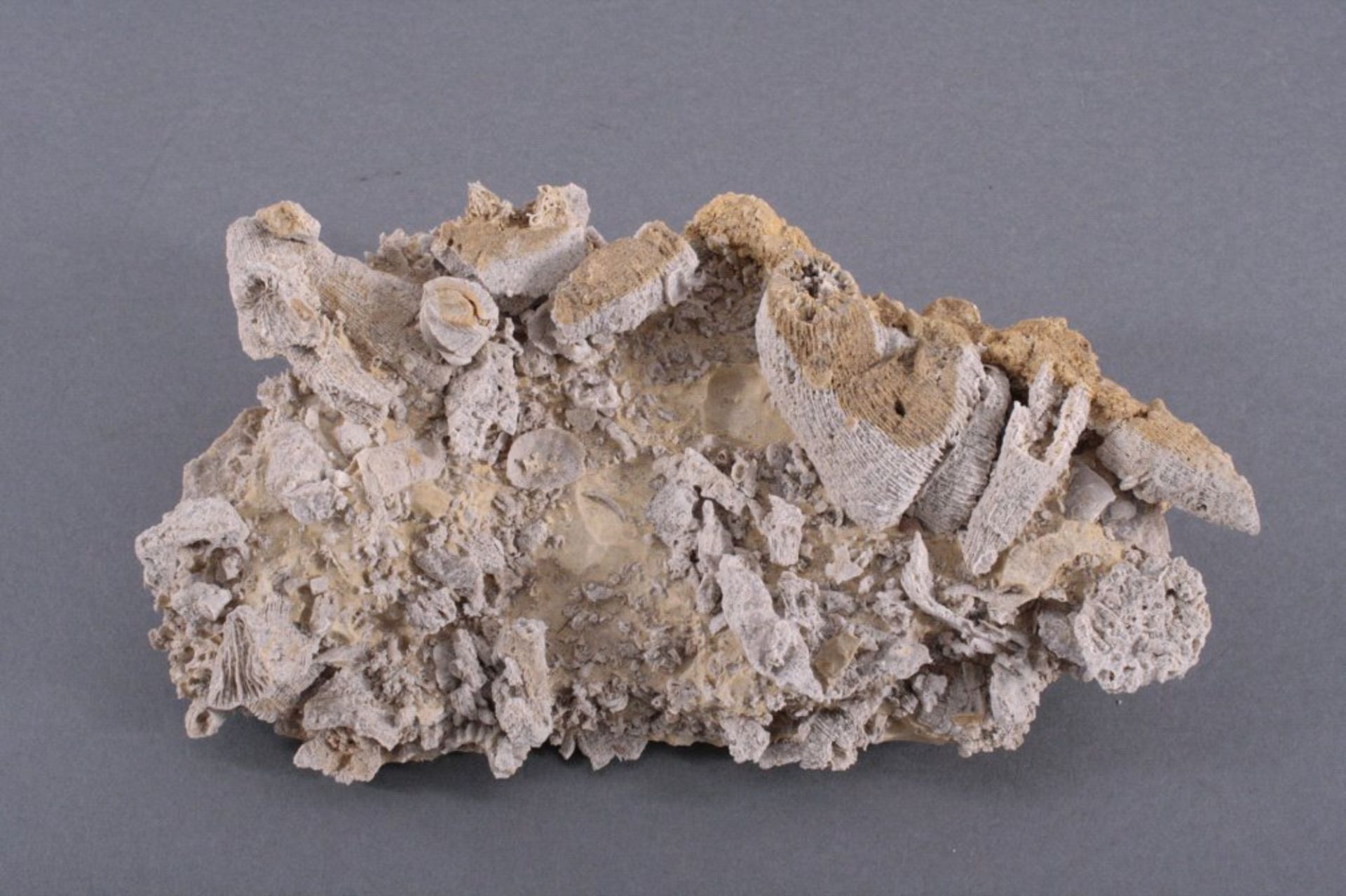 Fossiler Korallenblock Nattheim DeutschlandRiffschuttstück mit Thecosmilia, Brachiopode etc.Fundort: