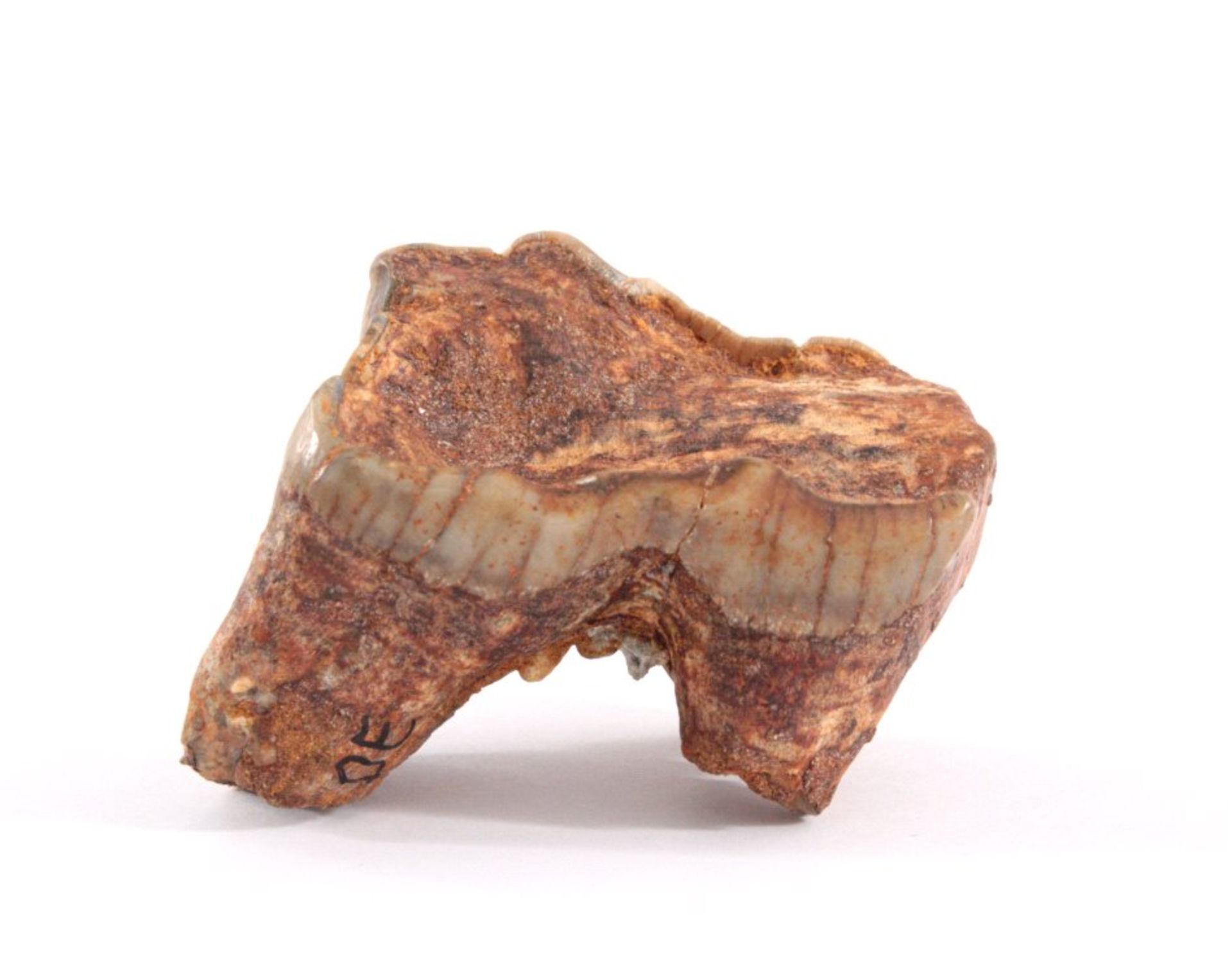 Fossiler Zahn, Nashorn - Oberkiefer, DeutschlandName: Brachypotheriumsp. ( Roger 1904 )Alter: - Bild 2 aus 2