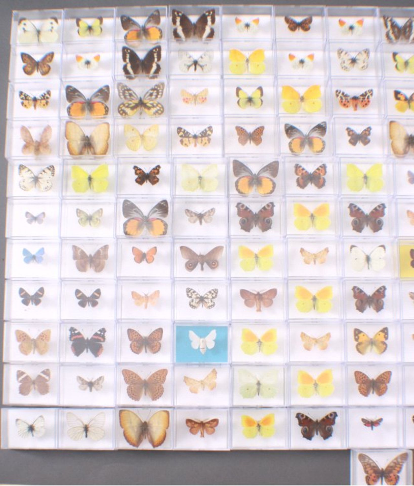 Schmetterlings SammlungCa. 151 Stück, alle benannt und in Plexiglasschachteln - Image 3 of 3